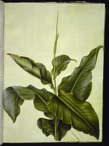 kanna (øje) af Hans Simon Holtzbecker