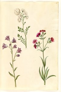 Cardamine pratensis (engkarse); Campanula rotundifolia (?) (lidende klokke); Silene vulgaris (?) (blære møl) af Hans Simon Holtzbecker