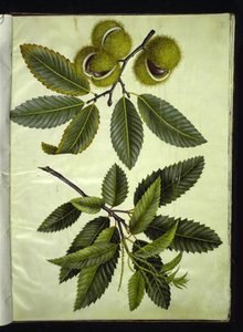 Castanea sativa (ægte kastanje) af Hans Simon Holtzbecker