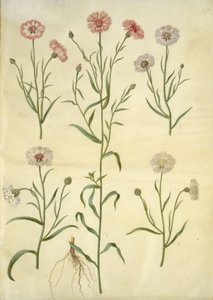 Centaurea cyanus (kornblomst) af Hans Simon Holtzbecker