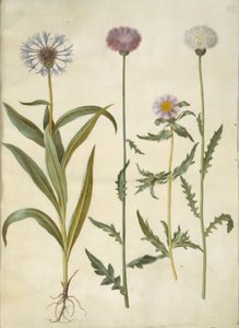 Centaurea montana (bjerg-knopurt); Amberboa moschata (duft-sultan) af Hans Simon Holtzbecker
