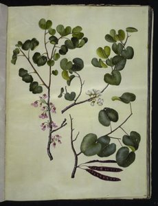 Cercis siliquastrum (almindelig judastræ) af Hans Simon Holtzbecker