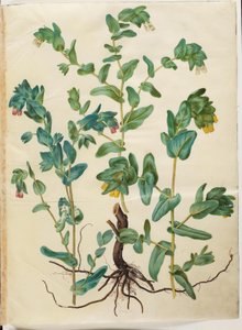 Cerinthe major (stor voksurt) af Hans Simon Holtzbecker