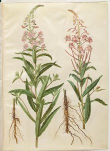 Chamerion angustifolium (smalbladet gederams) af Hans Simon Holtzbecker