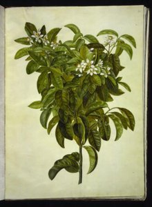 Citrus limon (almindelig citron) af Hans Simon Holtzbecker