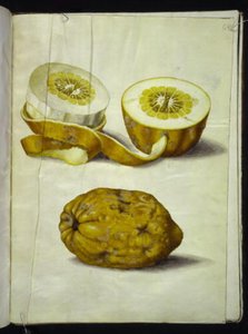 Citrus medica (cedrat) af Hans Simon Holtzbecker