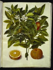 Citrus sinensis (orange) af Hans Simon Holtzbecker