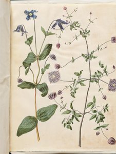 Clematis integrifolia (blå staudeklematis); Clematis viticella (italiensk skovranke) af Hans Simon Holtzbecker