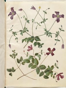 Clematis viticella (italiensk skovranke) af Hans Simon Holtzbecker