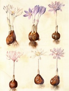 Colchicum autumnale af Hans Simon Holtzbecker