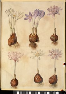 Colchicum autumnale af Hans Simon Holtzbecker