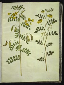 Colutea arborescens (almindelig blærebælg); Hippocrepis emerus (busk-hestesko) af Hans Simon Holtzbecker