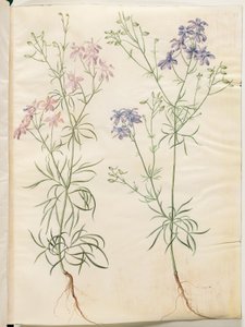 Consolida Regalis (Korn-Riedersfoor) af Hans Simon Holtzbecker