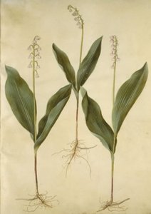 Convallaria majalis (liljelilje); Convallaria majalis (variant af liljekonval) af Hans Simon Holtzbecker