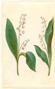 Convallaria majalis rosea (rød liljekonval); Convallaria majalis (liljekonval) af Hans Simon Holtzbecker