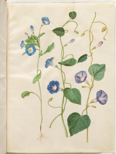 Convolvulus tricolor (jomfruskørt); Ipomoea purpurea (purpur-pragtsnerle) af Hans Simon Holtzbecker