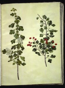 Crataegus laevigata (almindelig hvidtjørn) af Hans Simon Holtzbecker
