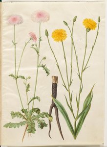 Crepis rubra (rød høgeskæg); Scorzonera hispanica (have-skorzoner) af Hans Simon Holtzbecker