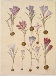 Crocus vernus (forårskrokus) af Hans Simon Holtzbecker