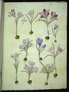 Crocus vernus (forårskrokus) af Hans Simon Holtzbecker