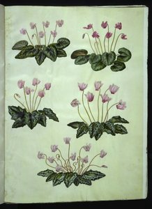 Cyclamen purpurascens (ægte alpeviol); Cyclamen hederifolium (vedbendbladet alpeviol) af Hans Simon Holtzbecker