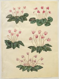 Cyclamen purpurascens; Cyclamen hederifolium af Hans Simon Holtzbecker