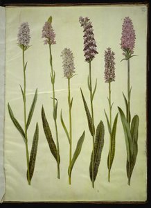 Dactylorhiza maculata (plettet gøgeurt) af Hans Simon Holtzbecker