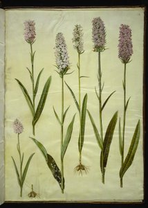 Dactylorhiza maculata (plettet gøgeurt)