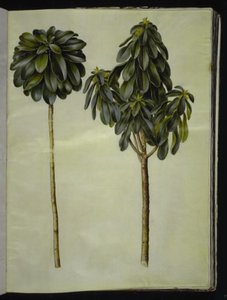 Daphne laureola (laurbær-daphne) af Hans Simon Holtzbecker