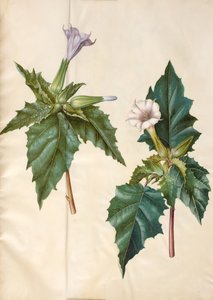 Datura stramonium (almindelig pigæble) af Hans Simon Holtzbecker