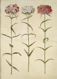 Dianthus barbatus (studenter-nellike) af Hans Simon Holtzbecker