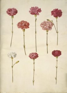 Dianthus caryophyllus (have-nellike) af Hans Simon Holtzbecker