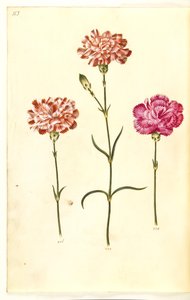 Dianthus caryophyllus (have-nellike) af Hans Simon Holtzbecker