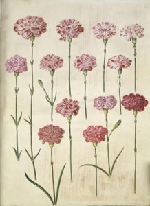 Dianthus caryophyllus (have-nellike) af Hans Simon Holtzbecker