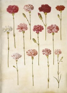 Dianthus caryophyllus (have-nellike) af Hans Simon Holtzbecker