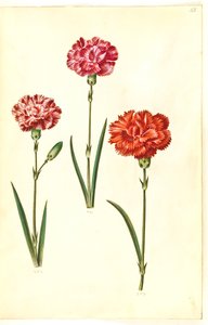 Dianthus caryophyllus (have-nellike) af Hans Simon Holtzbecker