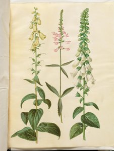 Digitalis grandiflora (storblomstret fingerbøl); Physostegia virginiana (drejeblomst); Digitalis purpurea (almindelig fingerbøl) af Hans Simon Holtzbecker