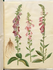 Digitalis purpurea (almindelig fingerbøl)