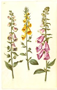 Digitalis purpurea (almindelig fingerbøl); Digitalis grandiflora (storblomstret fingerbøl) af Hans Simon Holtzbecker