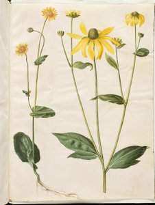 Doronicum pardalianches (hjertebladet gemserod); Rudbeckia laciniata (fliget solhat) af Hans Simon Holtzbecker