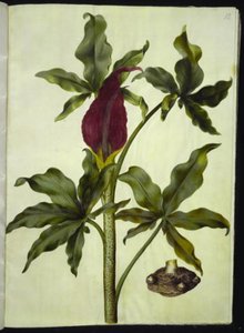 Dracunculus vulgaris (almindelig dragerod) af Hans Simon Holtzbecker