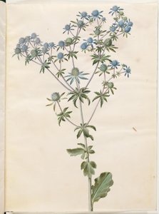 Flad eryngium (have-mandstro) af Hans Simon Holtzbecker
