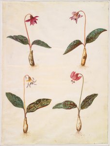 Erythronium dens-canis (ægte hundetand) af Hans Simon Holtzbecker
