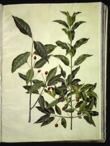 Euonymus latifolius (bredbladet benved); Euonymus europaeus (almindelig benved) af Hans Simon Holtzbecker