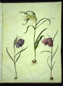 Fritillaria meleagris (almindelig vibeæg) af Hans Simon Holtzbecker