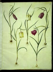 Fritillaria meleagris (almindelig vibeæg) af Hans Simon Holtzbecker
