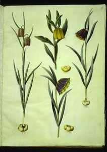Fritillaria meleagris (almindelig vibeæg); Fritillaria aurea eller Fritillaria tubiformis & moggridgei (vibeæg); Fritillaria montana af Hans Simon Holtzbecker
