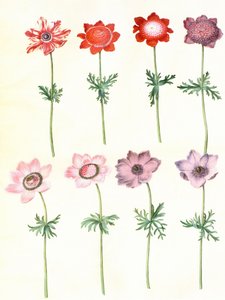 Gc25 anemone i koronarform af Hans Simon Holtzbecker