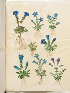 Gentiana acaulis (stængelløs ensian); Gentiana verna (vår-ensian); Gentiana acaulis (stængelløs ensian); Gentiana (art af ensian) af Hans Simon Holtzbecker