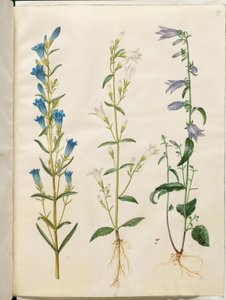Gentiana pneumonanthe (klokkegentian); Campanula patula (engklokke); Campanula rapunculoides (ensidig klokke) af Hans Simon Holtzbecker